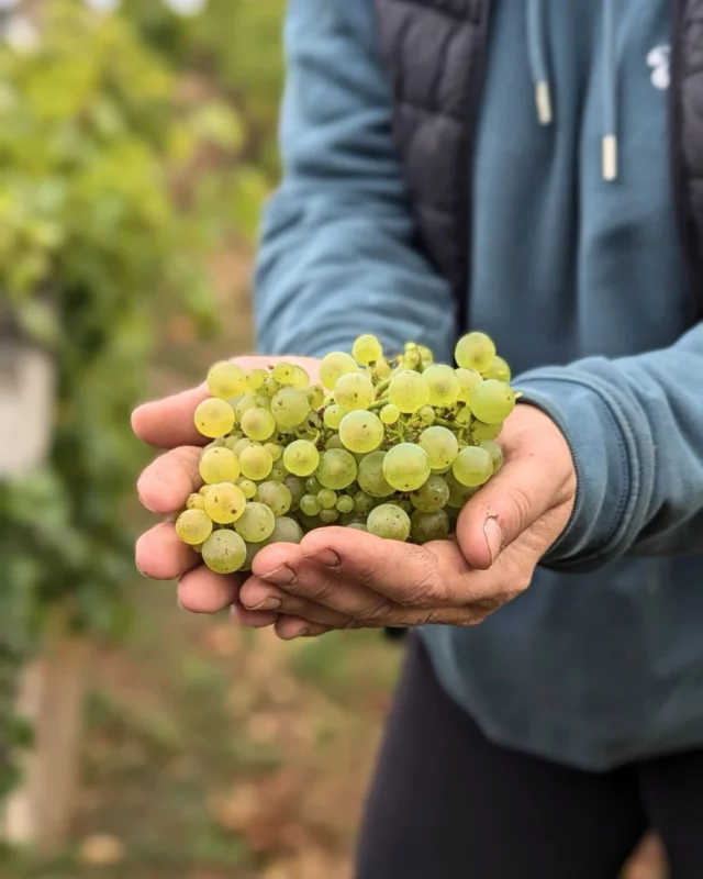 🍇 Célébrons la Saint-Vincent, patron des vignerons 🍷

En ce 22 janvier, nous honorons la Saint-Vincent, une fête qui tient une place particulière dans le cœur de tous les vignerons. Plus qu’une simple tradition, c’est un moment pour rendre hommage à notre passion, notre terroir et à ce lien unique qui nous unit à la vigne.

Cette journée est aussi l’occasion de remercier la nature et le travail de nos équipes, qui, tout au long de l’année, mettent leur savoir-faire au service d’un vin qui raconte une histoire : celle de notre domaine et de notre terre.

En ce jour spécial, nous levons notre verre à tous ceux qui perpétuent l’art de la vigne et du vin. Merci pour votre fidélité et votre amour du terroir. À votre santé ! 🍷

#SaintVincent #FêteDesVignerons #Tradition #Terroir #PassionDuVin

*L’abus d’alcool est dangereux pour la santé, à consommer avec modération