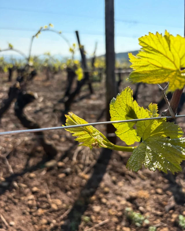 La magie du printemps…
Les feuilles s’étirent, les premières grappes pointent le bout du nez.
On ne s’en lasse jamais.
La vigne renaît, doucement… et le millésime 2025 se prépare déjà !

#vigne #printemps #bourgeon #premiersraisins #viticulture #vigneronindépendant #bourgogne #domainevervier #nature #passionvin